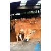 哪里有樣西門塔爾牛的 純種魯西黃牛小牛犢出售免費(fèi)運(yùn)輸