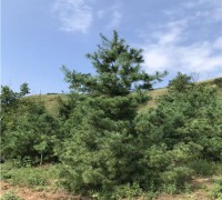 華山松_西安華山松基地直銷_宏遠(yuǎn)白皮松專業(yè)合作社 (3)