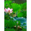 長沙農家樂羅王古寨休閑度假，愜意民宿，環境優美推薦
