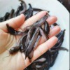 廠家直銷魚苗漁場現貨送貨上門