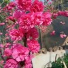 牡丹櫻花批發 中國紅櫻花地苗 臺灣牡丹櫻