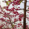 重瓣寒緋櫻 櫻花谷基地 牡丹櫻量大從優 天佑家庭苗木