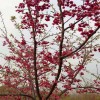 紅花櫻花 中國(guó)紅櫻花地苗 牡丹櫻量大從優(yōu) 天佑家庭苗木
