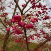 紅花櫻花 臺(tái)灣鐘櫻花 牡丹櫻量大從優(yōu) 天佑家庭苗木