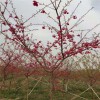 紅花櫻花 臺(tái)灣牡丹櫻 牡丹櫻規(guī)格齊全 天佑家庭苗木