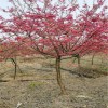 紅花櫻花 臺(tái)灣牡丹櫻大樹(shù) 牡丹櫻產(chǎn)地貨源 天佑家庭苗木
