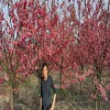 紅花早櫻 臺(tái)灣牡丹櫻花大樹(shù) 牡丹櫻量大從優(yōu) 天佑家庭苗木