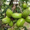 碧根果（美國(guó)山核桃、薄殼山核桃苗）